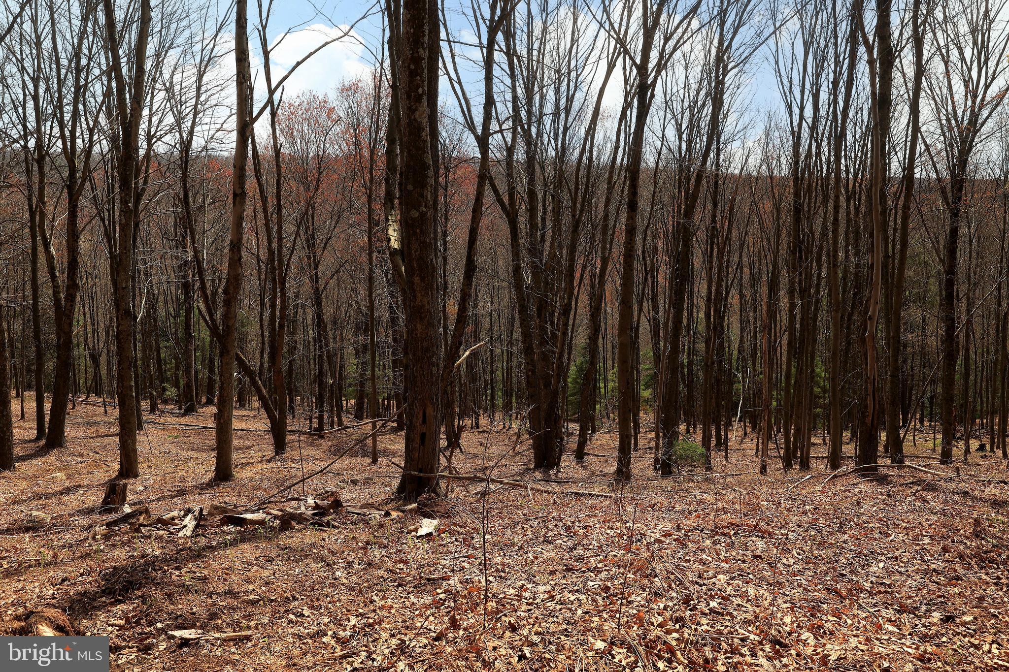 263 White Tail Road Woodward, PA 16882 - Photo 42 of 50