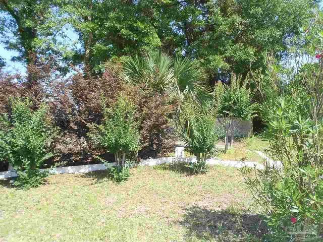 a view of a tree in a yard