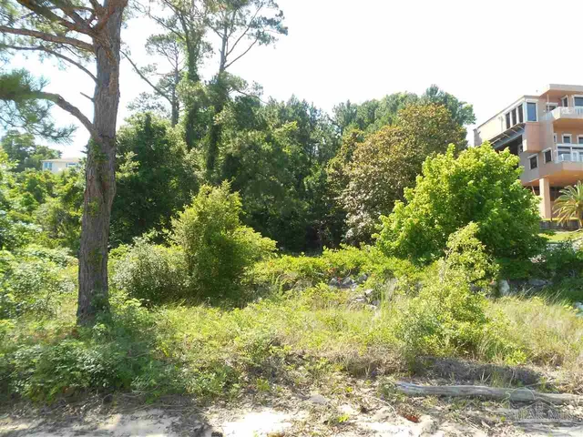 a view of a yard with plants and large trees