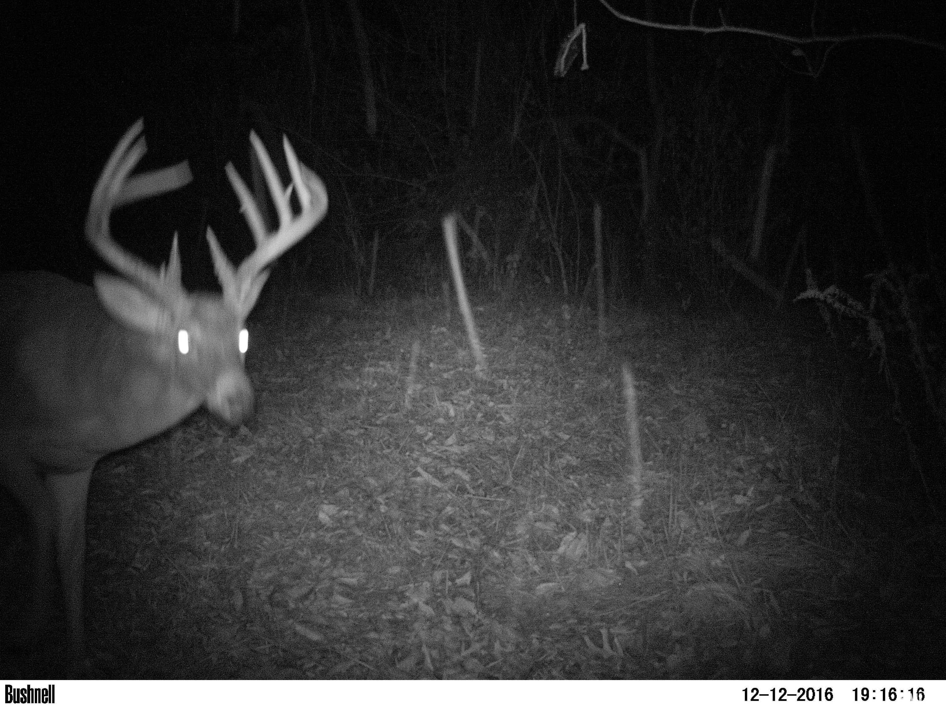 897 Northeast 1300th Road East Roodhouse, IL 62082 - Photo 72 of 89 Gallery Image 72