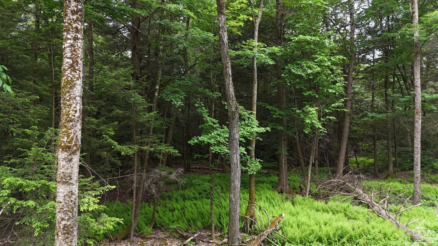 0 Begley Road Windham, NY 12496 - Photo 12 of 21 Photo 12