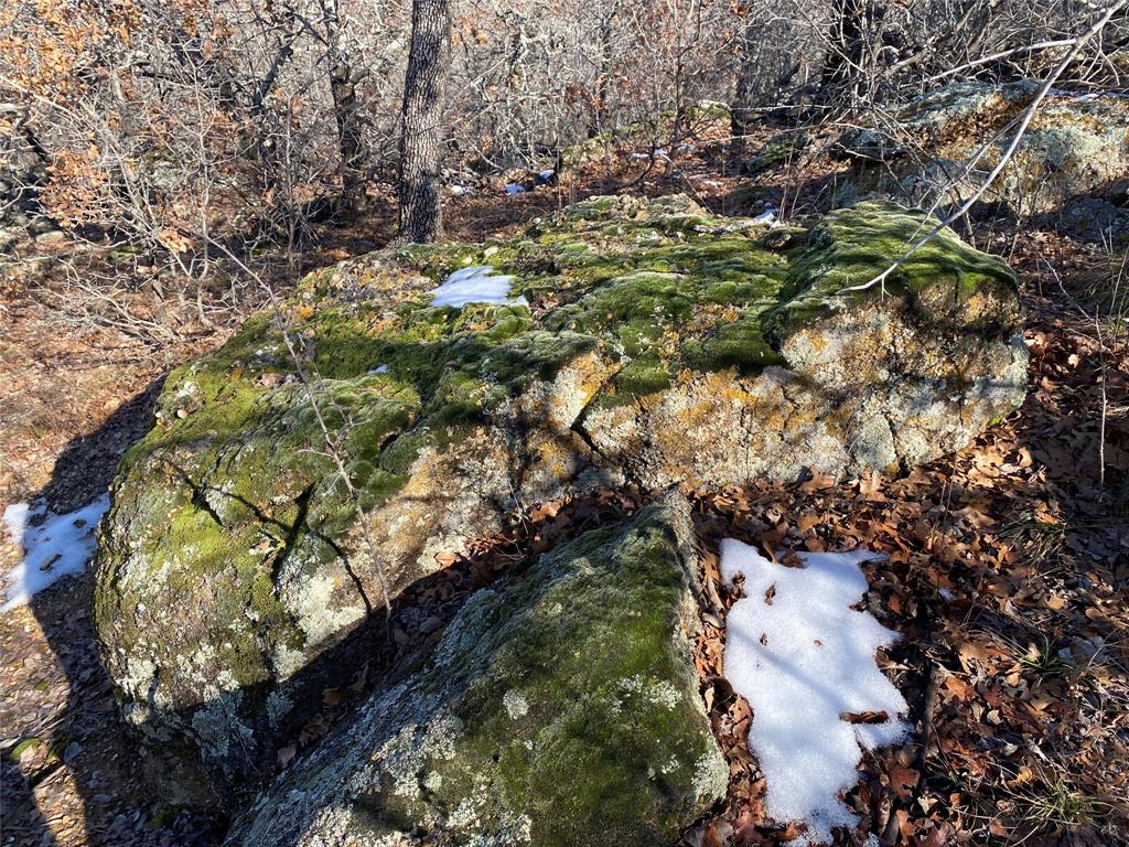 401 Mountainview Court Sunset, TX 76270 - Photo 11 of 18 a picture of tree