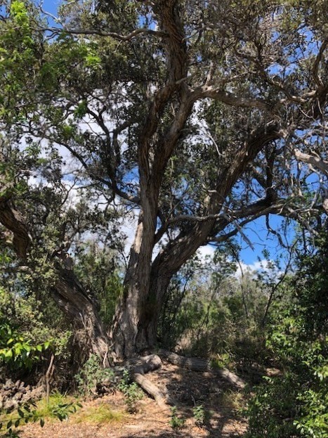 34 Luau Drive Ocean View, HI 96704 - Photo 5 of 10