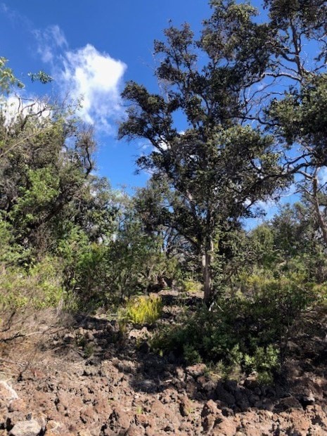 34 Luau Drive Ocean View, HI 96704 - Photo 8 of 10