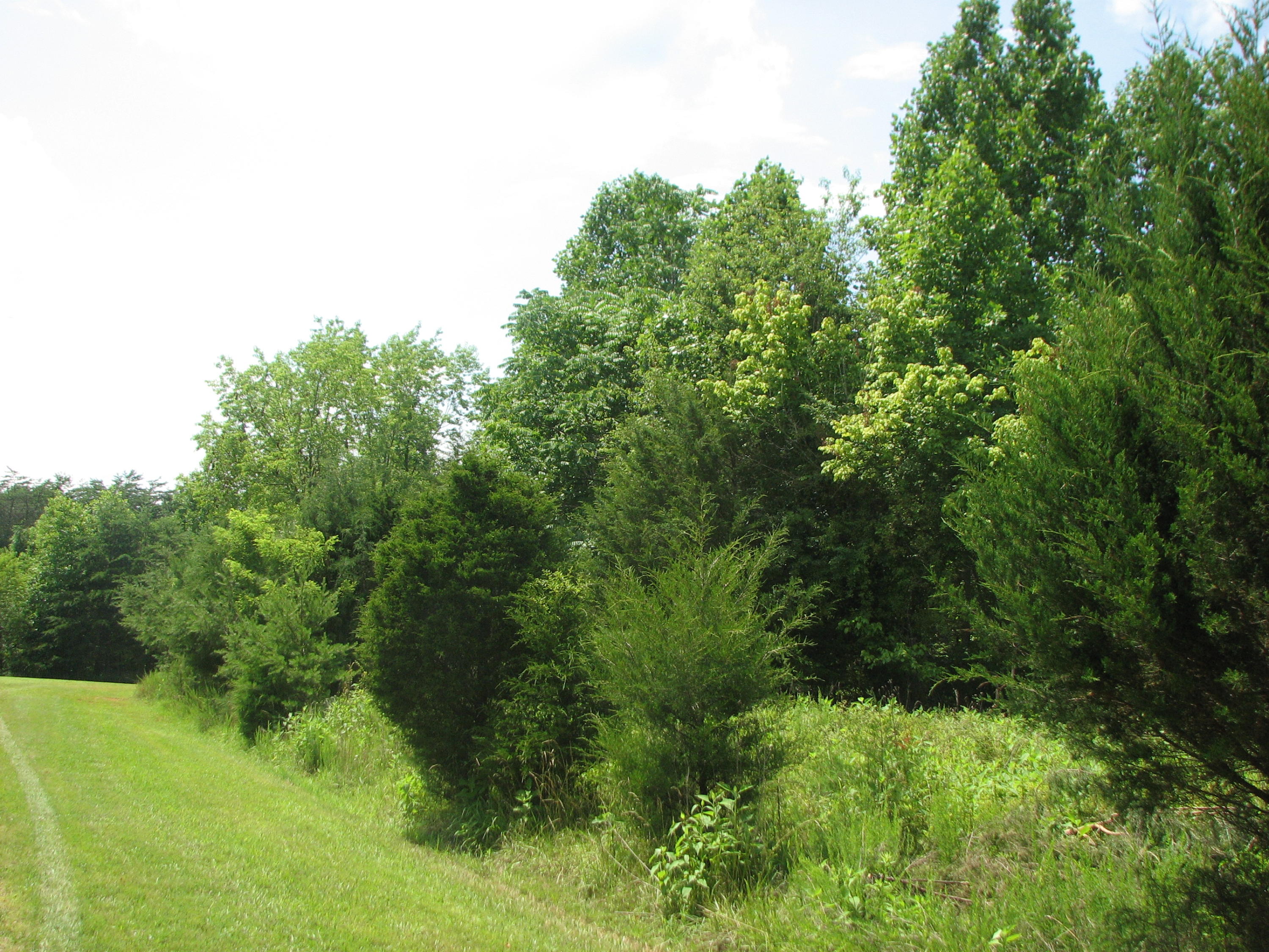 Lot 33 River Ridge Road Sandy Level, VA 24161 - Photo 3 of 7 a view of a lush green forest