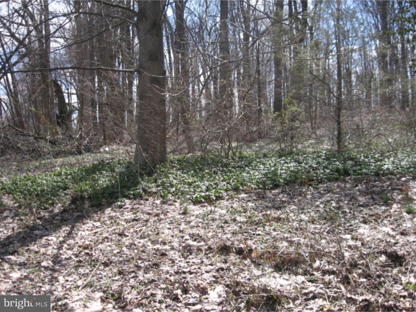 998 Telegraph Road Coatesville, PA 19320 - Photo 18 of 21 Back Yard