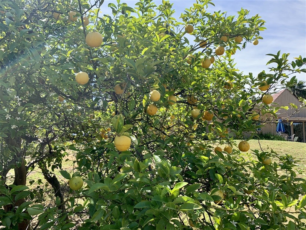 15022 Paso Del Sol Del Mar, CA 92014 - Photo 19 of 25 a view of a tree in a backyard of a house