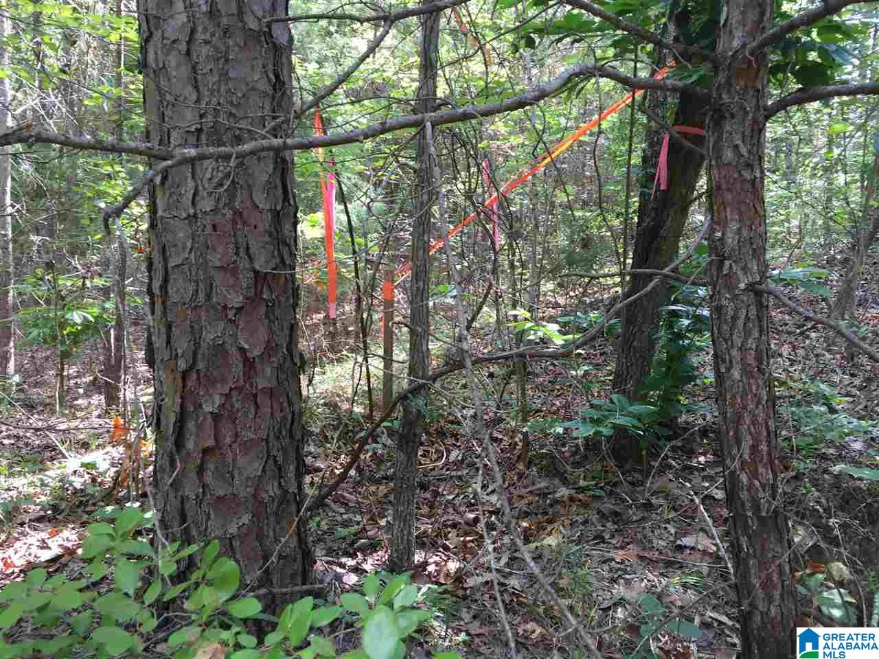 40-acres Sitton Road, Unit 40 ACRES Hayden, AL 35079 - Photo 4 of 11
