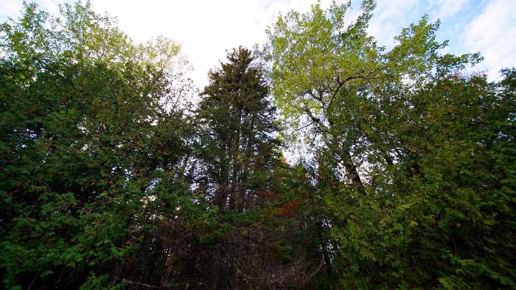 Lot 46 Benn Hill Road Houlton, ME 04730 - Photo 20 of 32 benn-rd-somerville-rd-land