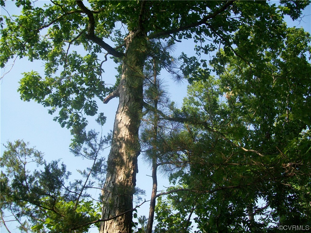 20602 Reese Road Dinwiddie, VA 23841 - Photo 48 of 50 a picture of tree