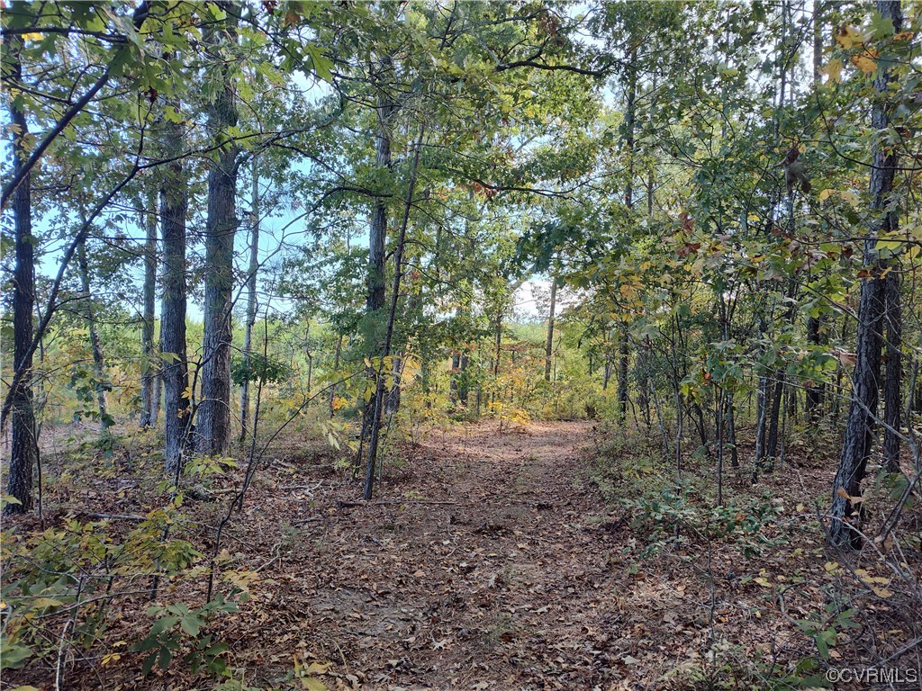 20602 Reese Road Dinwiddie, VA 23841 - Photo 50 of 50 a view of a forest