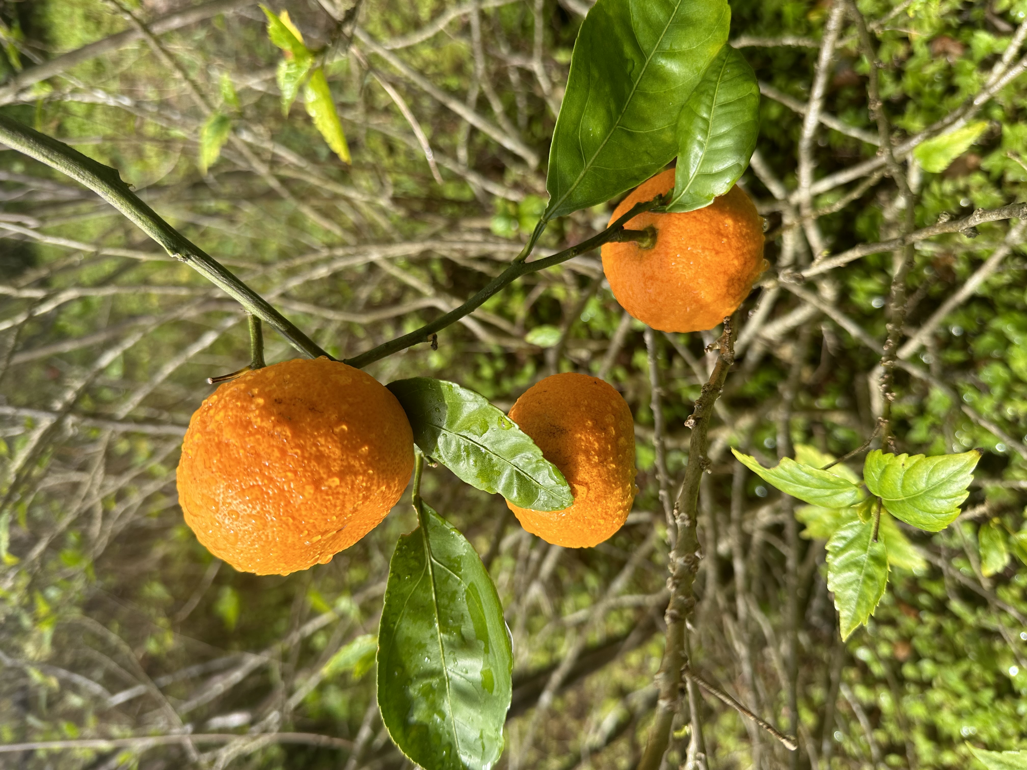 92-8233 Reef Parkway Ocean View, HI 96704 - Photo 20 of 30 a view of a basket ball court