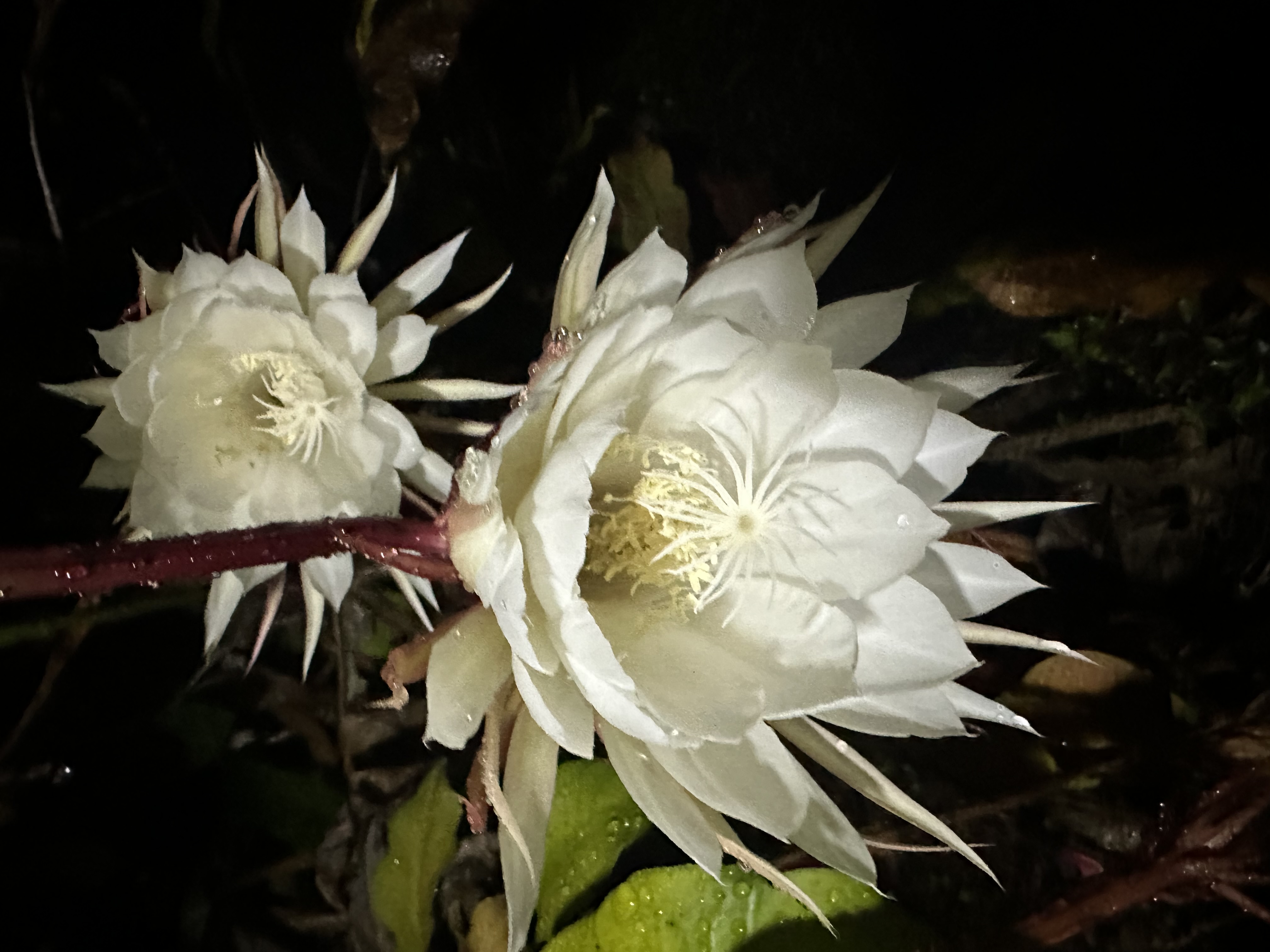 92-8233 Reef Parkway Ocean View, HI 96704 - Photo 22 of 30