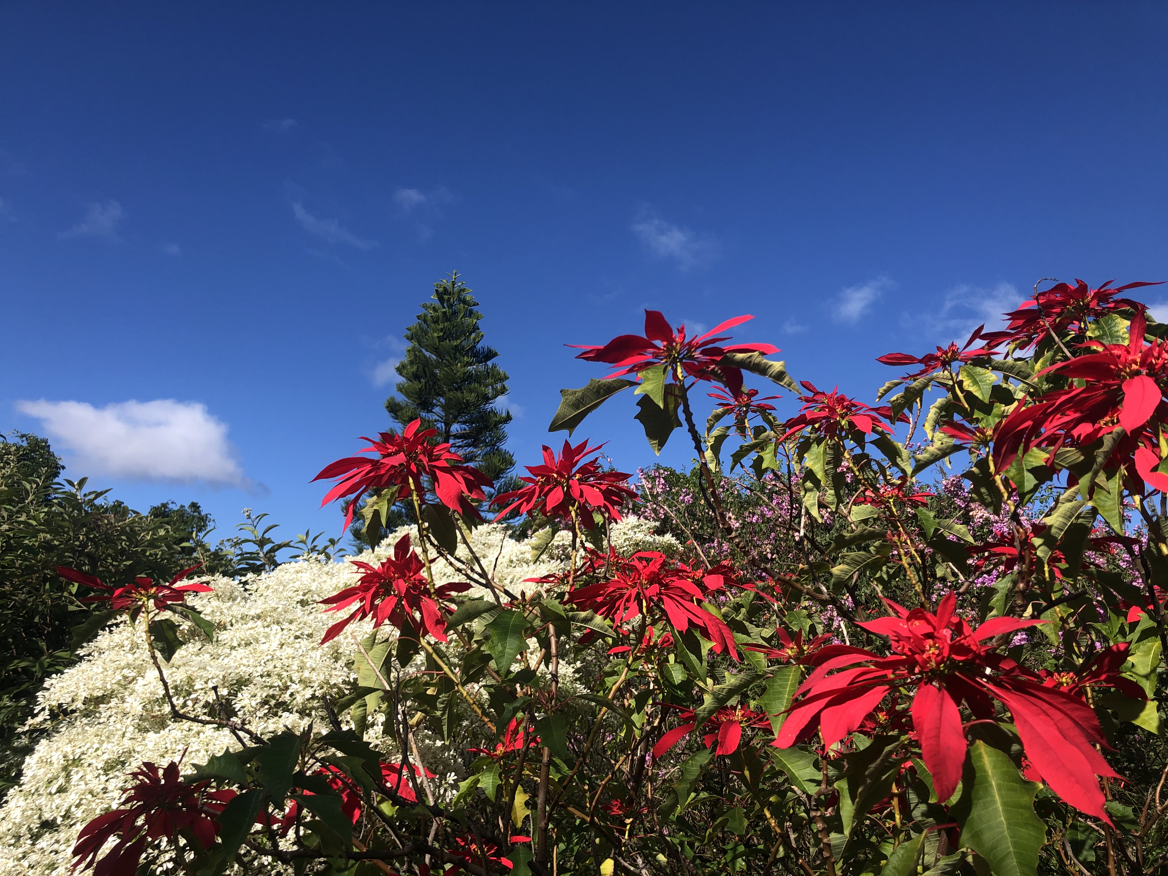 92-8233 Reef Parkway Ocean View, HI 96704 - Photo 24 of 30 a picture of flowers