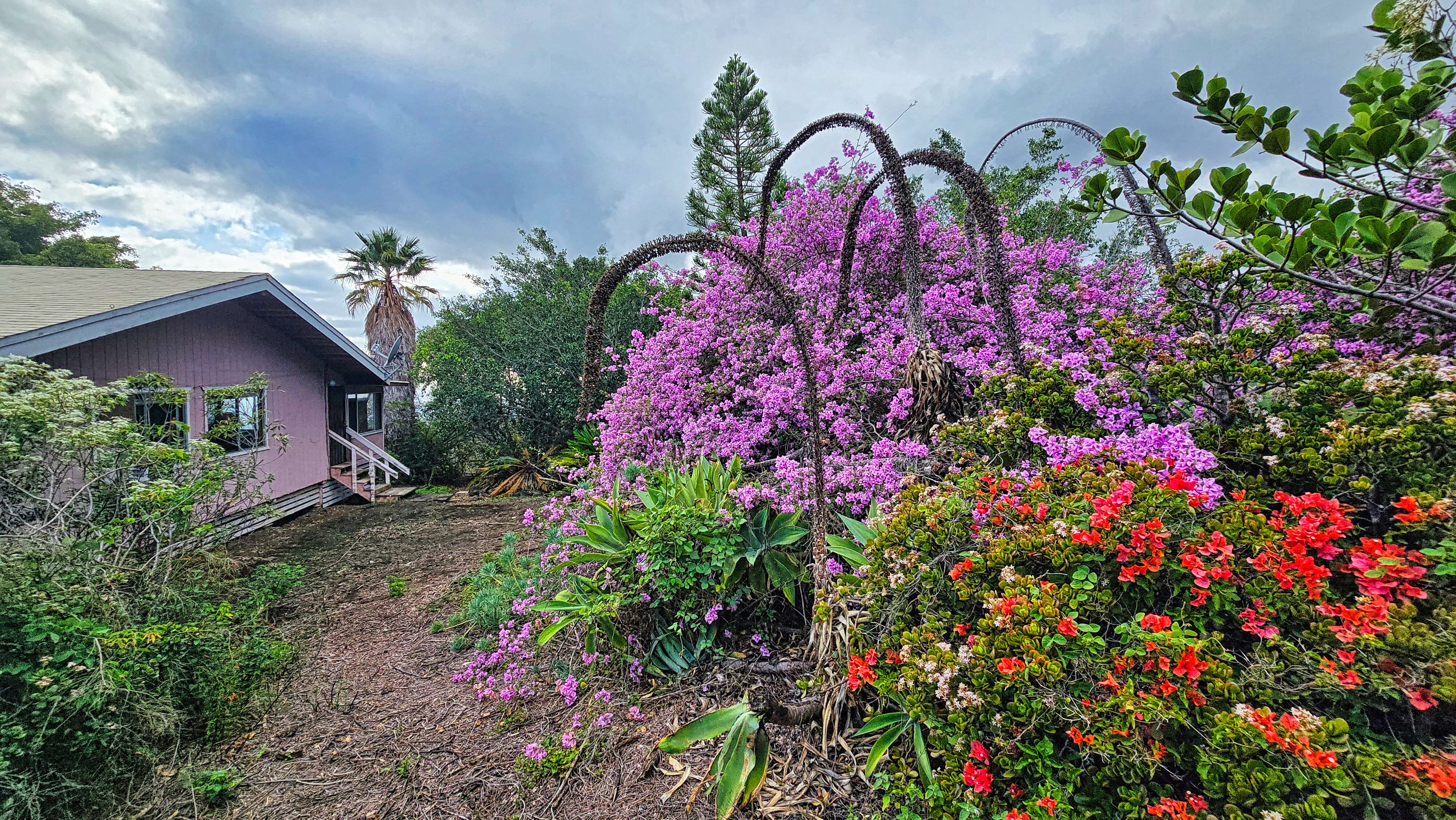 92-8233 Reef Parkway Ocean View, HI 96704 - Photo 4 of 30 a view of a flower in a garden