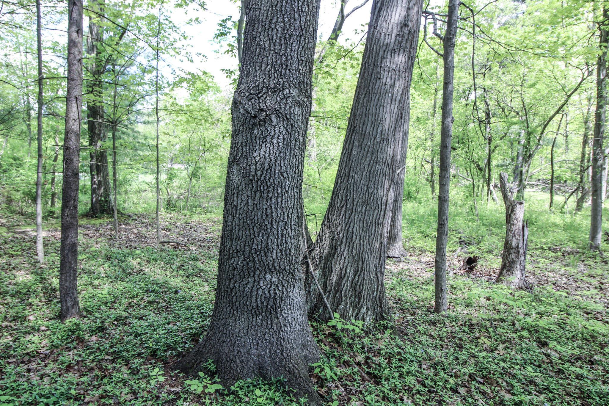 0 Norton Road Hudson, OH 44236 - Photo 27 of 33 27-IMG_9987