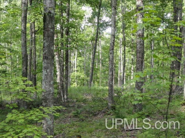 Tbd Norway Lake Road Sidnaw, MI 49961 - Photo 8 of 17