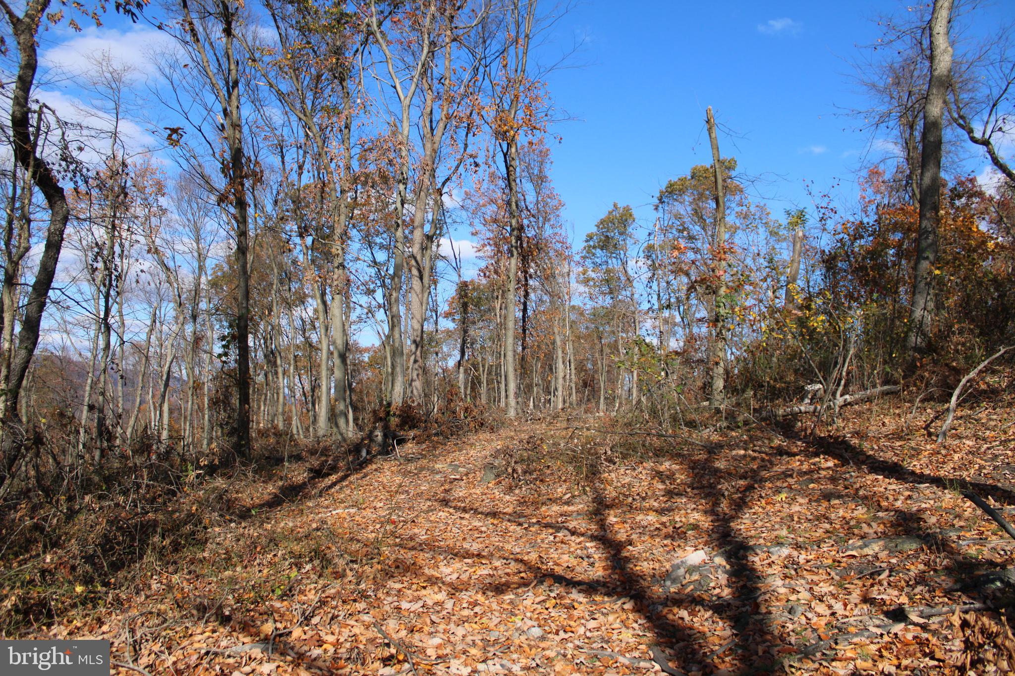 76-acres Queens Point Road Southwest Westernport, MD 21562 - Photo 20 of 74