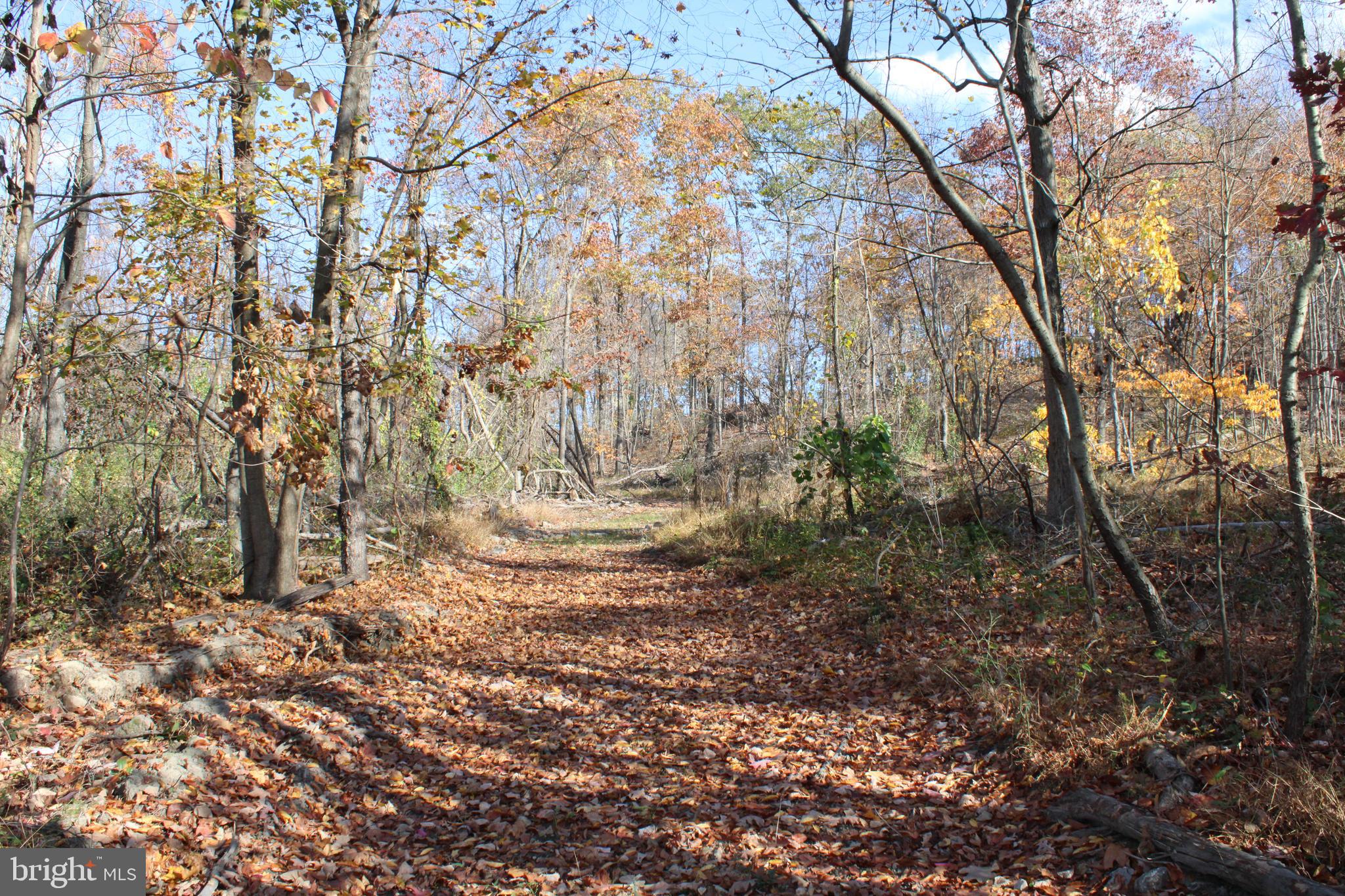 76-acres Queens Point Road Southwest Westernport, MD 21562 - Photo 23 of 74