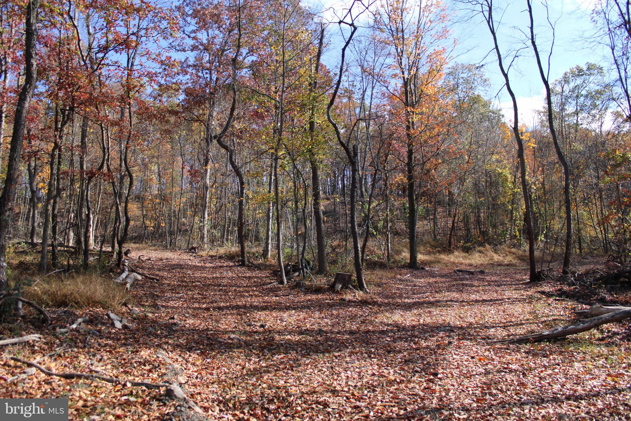 76-acres Queens Point Road Southwest Westernport, MD 21562 - Photo 26 of 74
