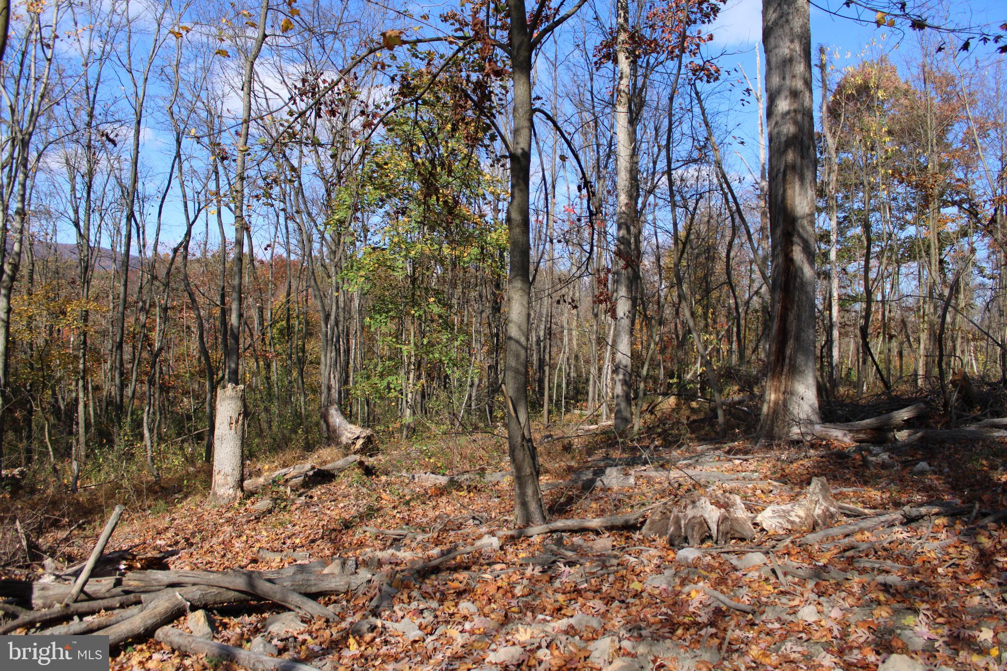 76-acres Queens Point Road Southwest Westernport, MD 21562 - Photo 27 of 74