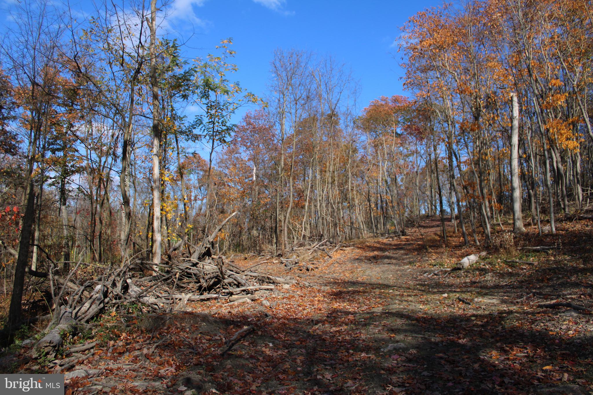 76-acres Queens Point Road Southwest Westernport, MD 21562 - Photo 28 of 74