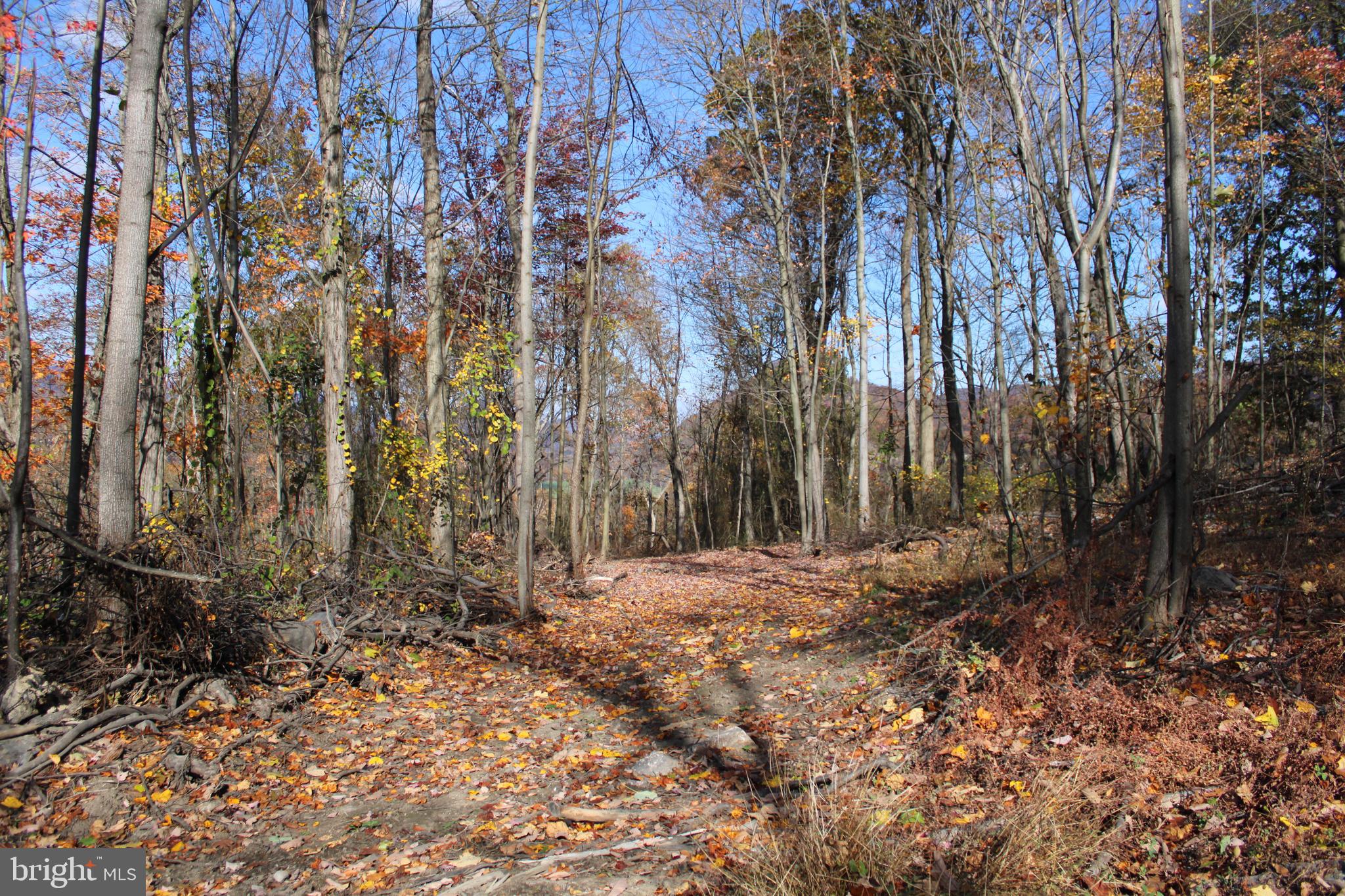 76-acres Queens Point Road Southwest Westernport, MD 21562 - Photo 30 of 74