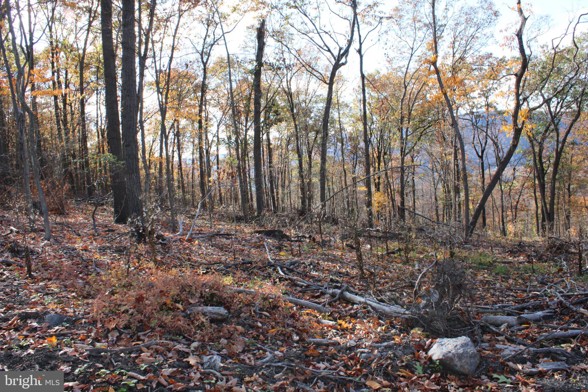 76-acres Queens Point Road Southwest Westernport, MD 21562 - Photo 31 of 74
