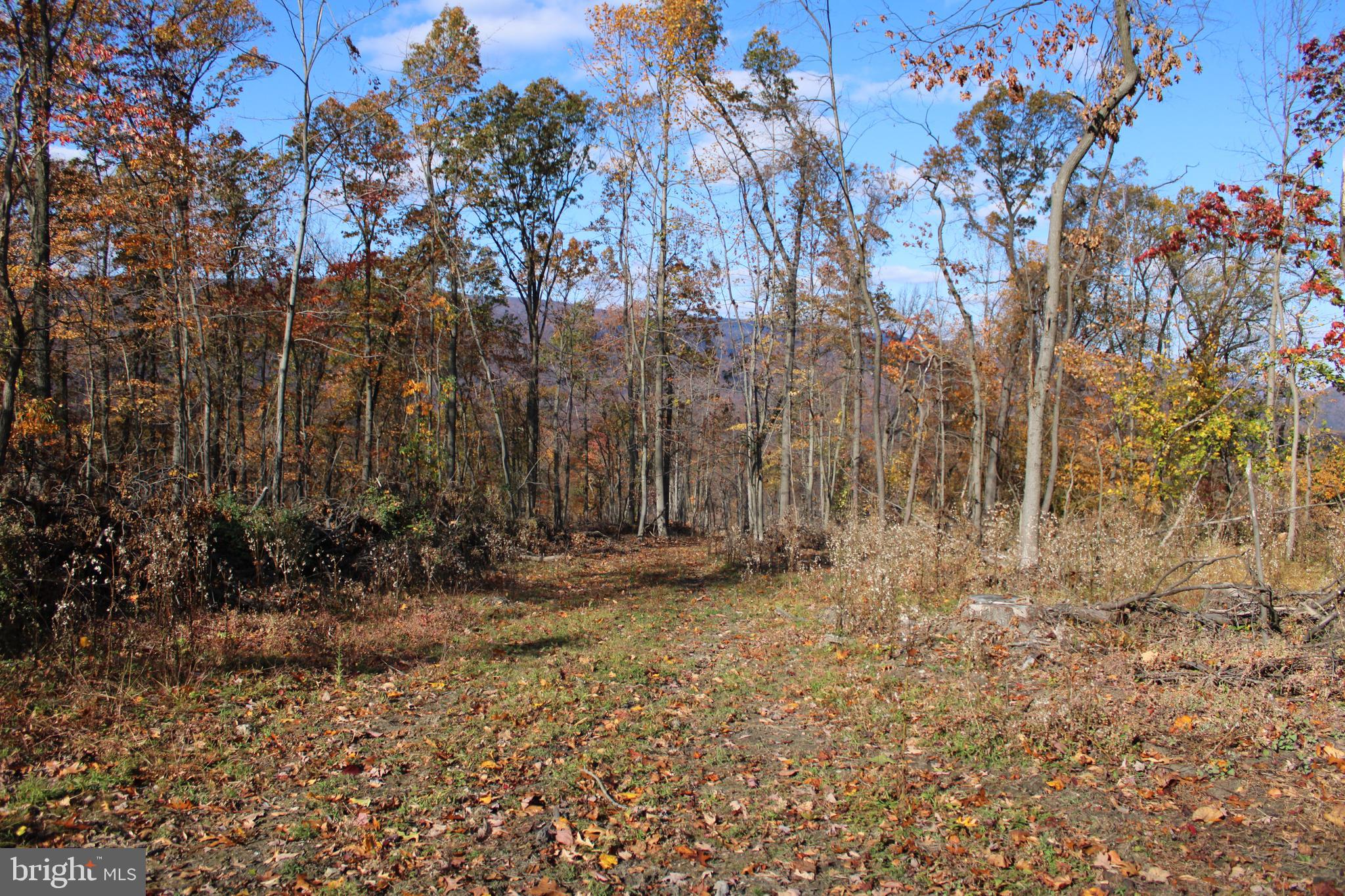76-acres Queens Point Road Southwest Westernport, MD 21562 - Photo 32 of 74