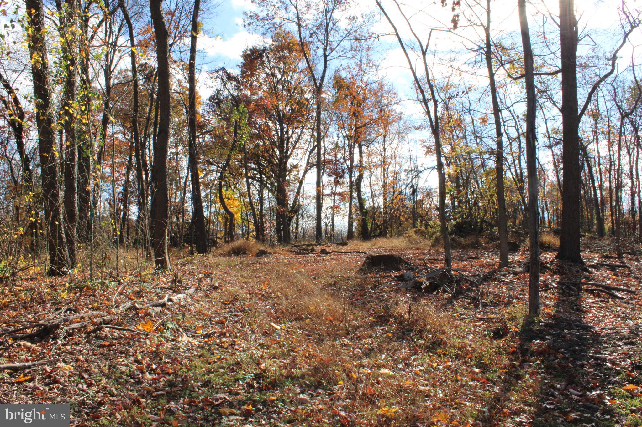 76-acres Queens Point Road Southwest Westernport, MD 21562 - Photo 33 of 74