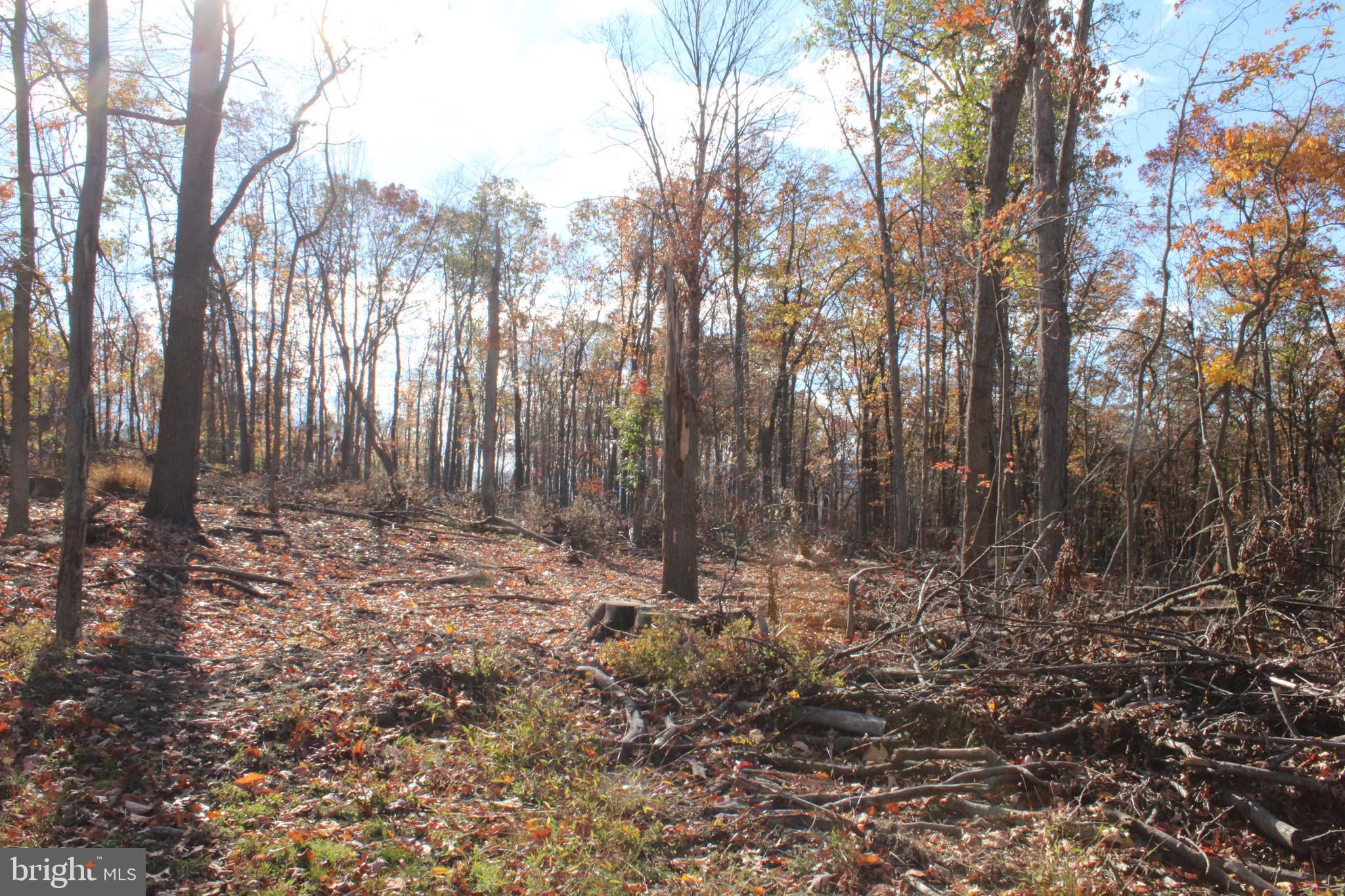76-acres Queens Point Road Southwest Westernport, MD 21562 - Photo 34 of 74