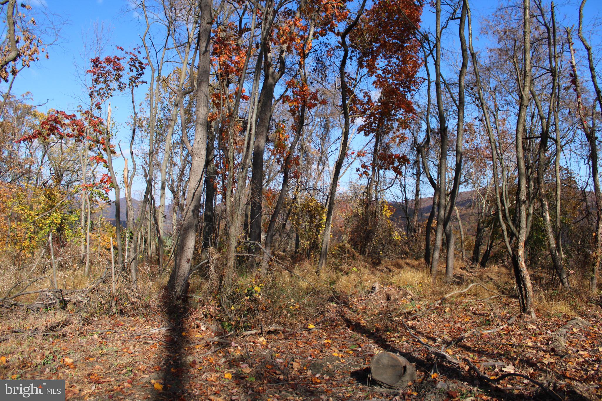 76-acres Queens Point Road Southwest Westernport, MD 21562 - Photo 35 of 74