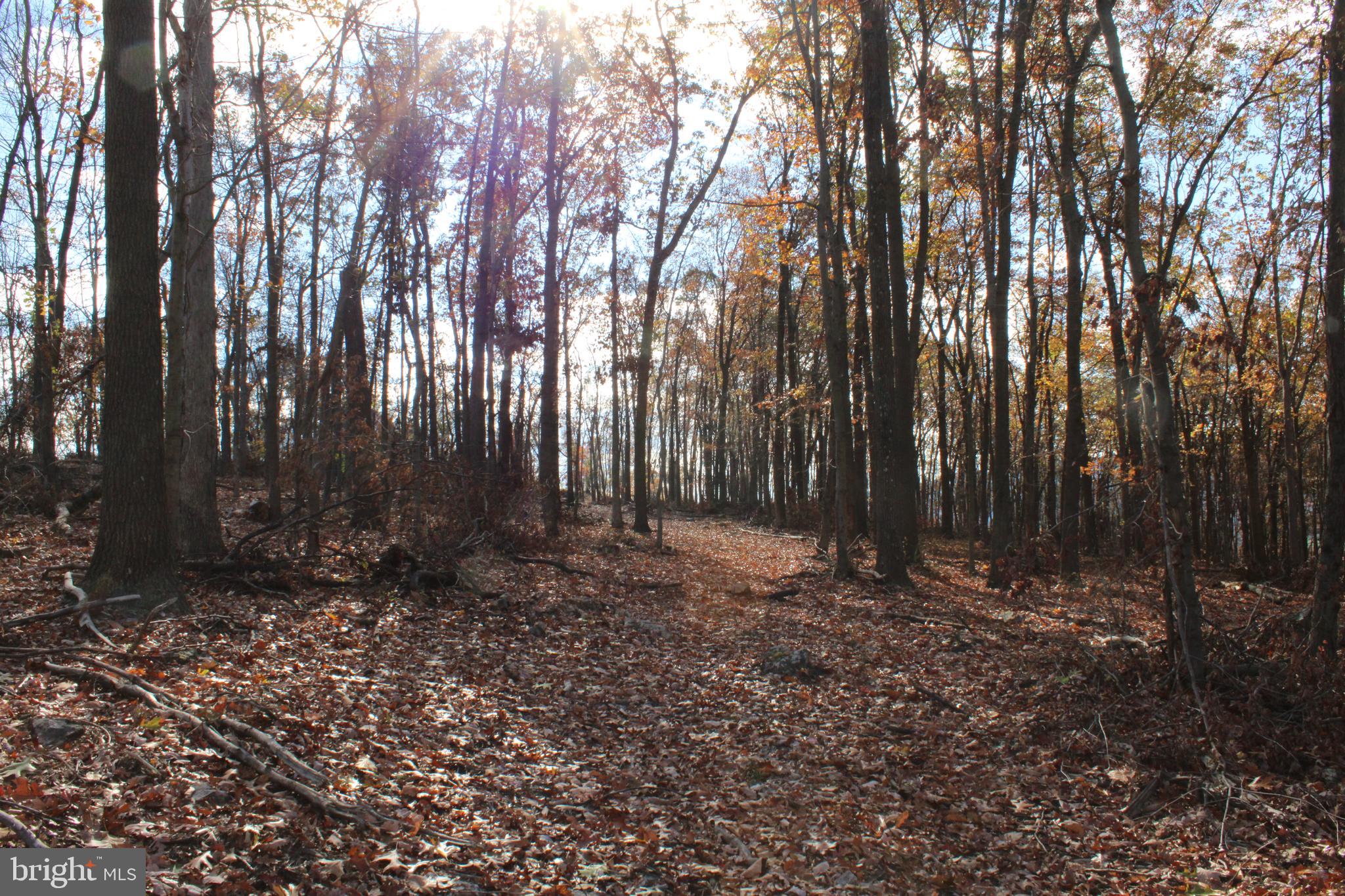 76-acres Queens Point Road Southwest Westernport, MD 21562 - Photo 36 of 74