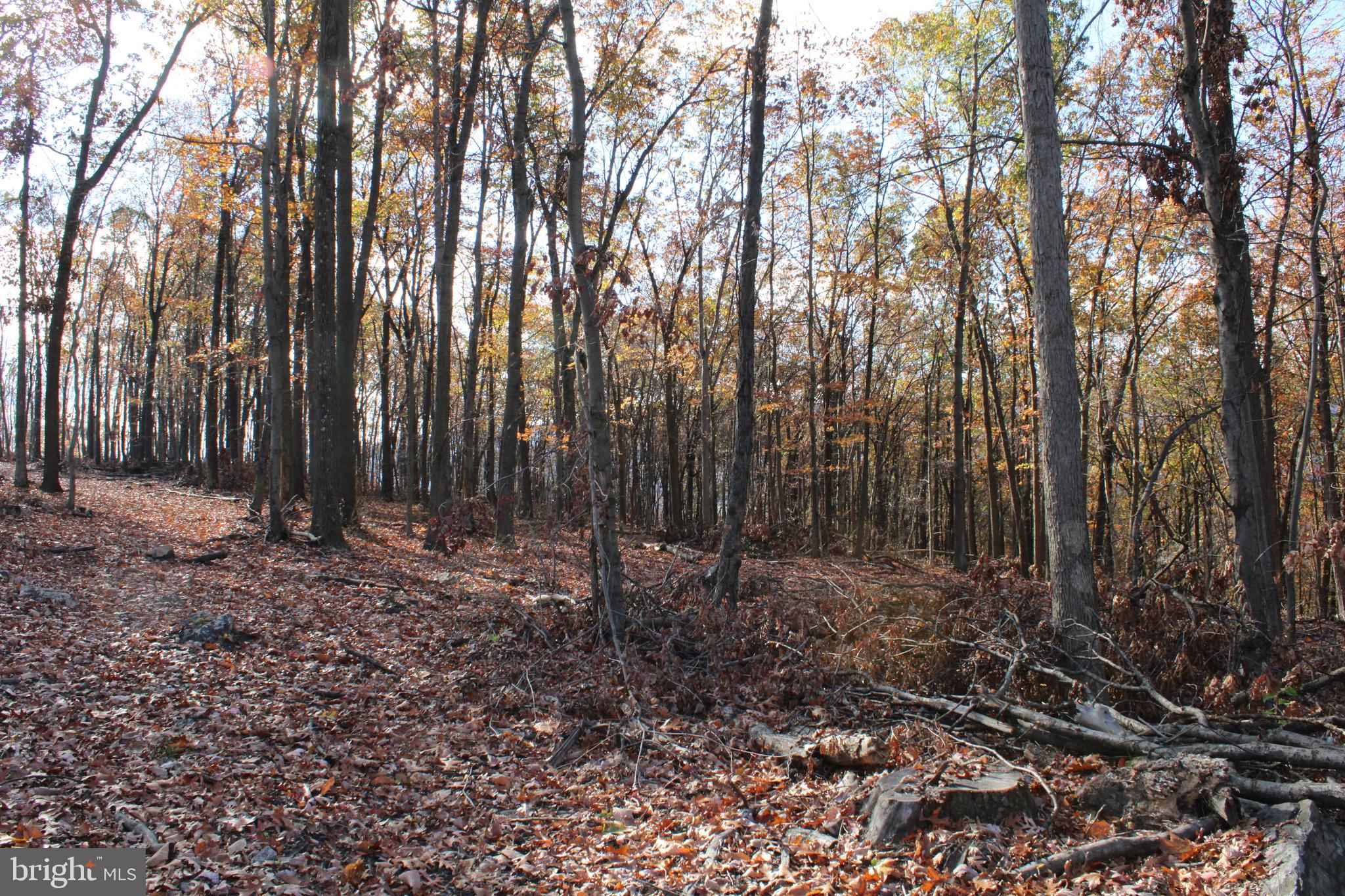 76-acres Queens Point Road Southwest Westernport, MD 21562 - Photo 37 of 74