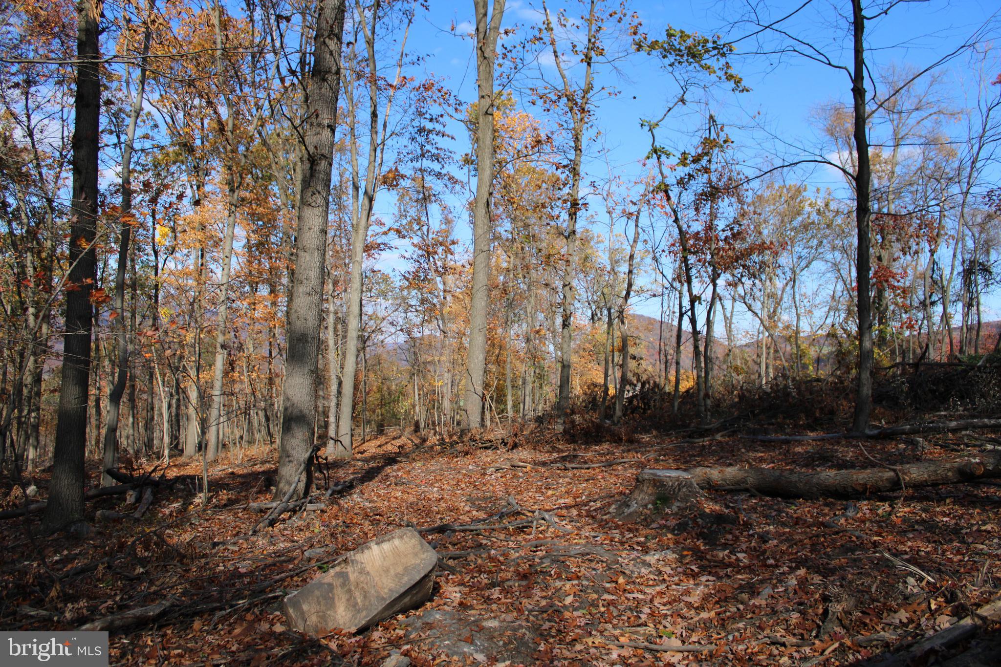 76-acres Queens Point Road Southwest Westernport, MD 21562 - Photo 38 of 74