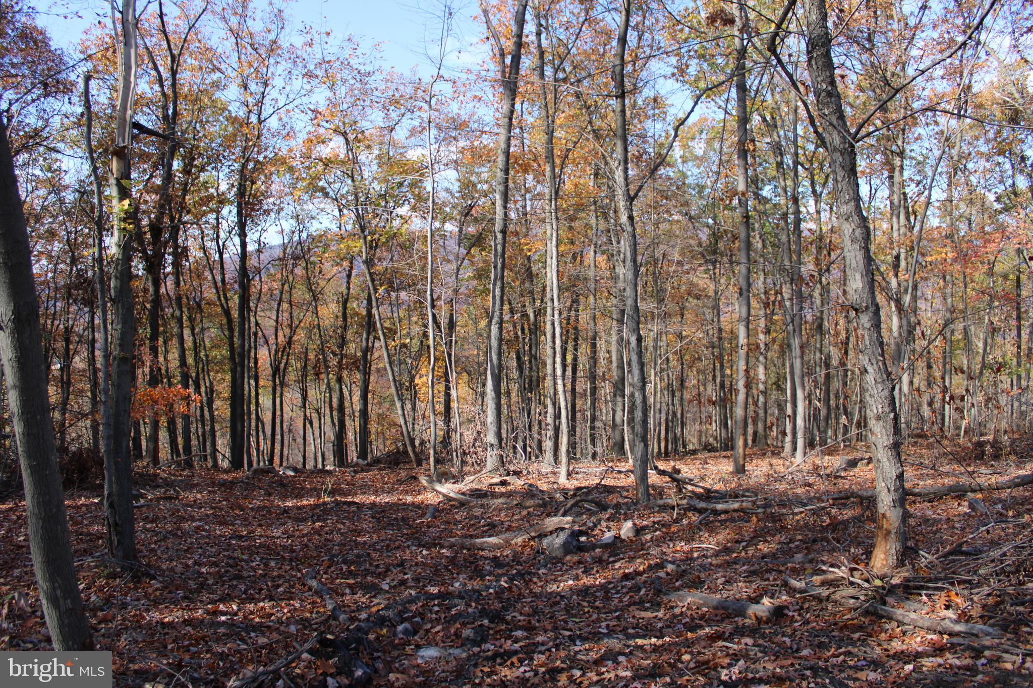 76-acres Queens Point Road Southwest Westernport, MD 21562 - Photo 39 of 74