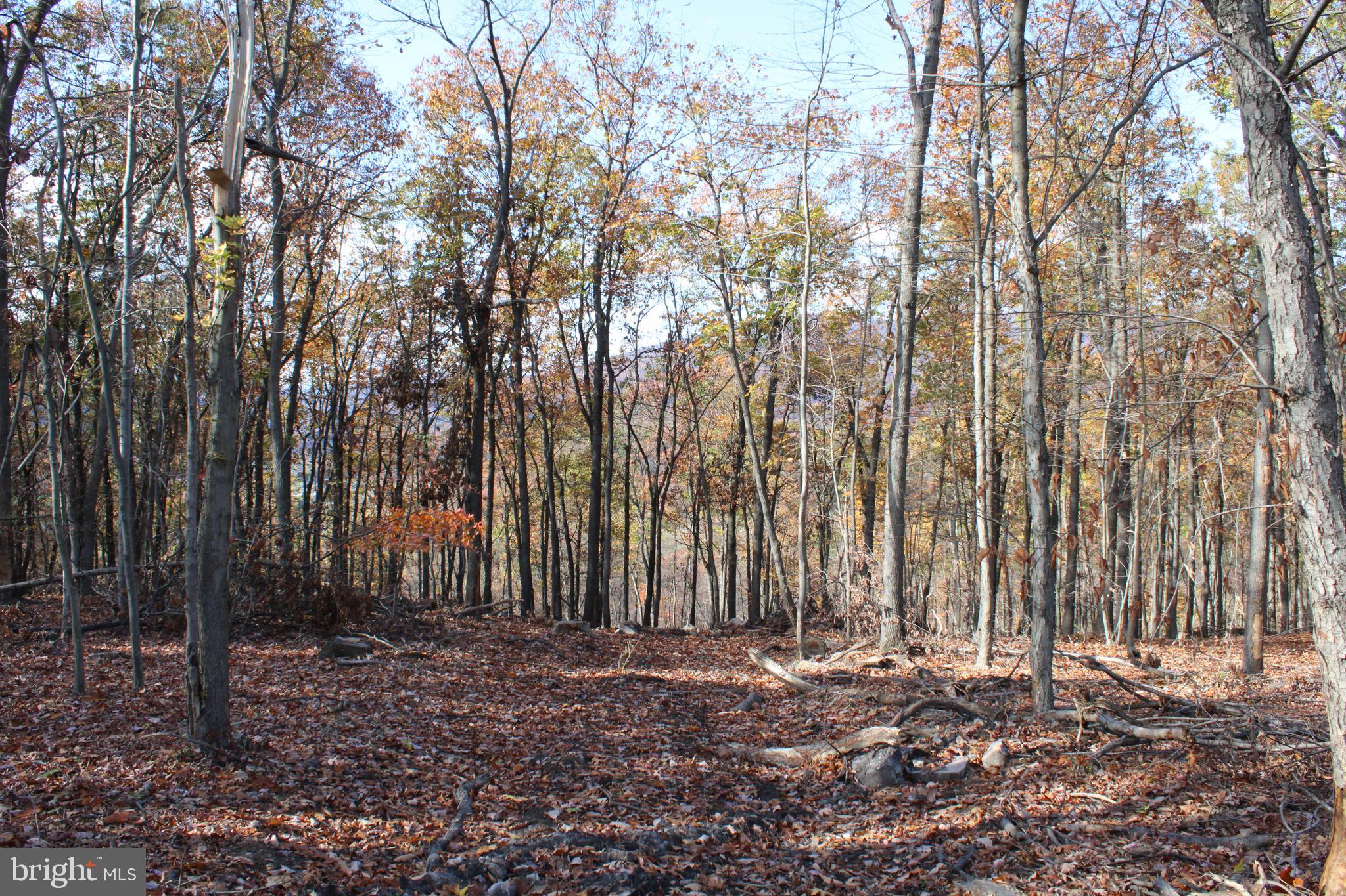 76-acres Queens Point Road Southwest Westernport, MD 21562 - Photo 40 of 74
