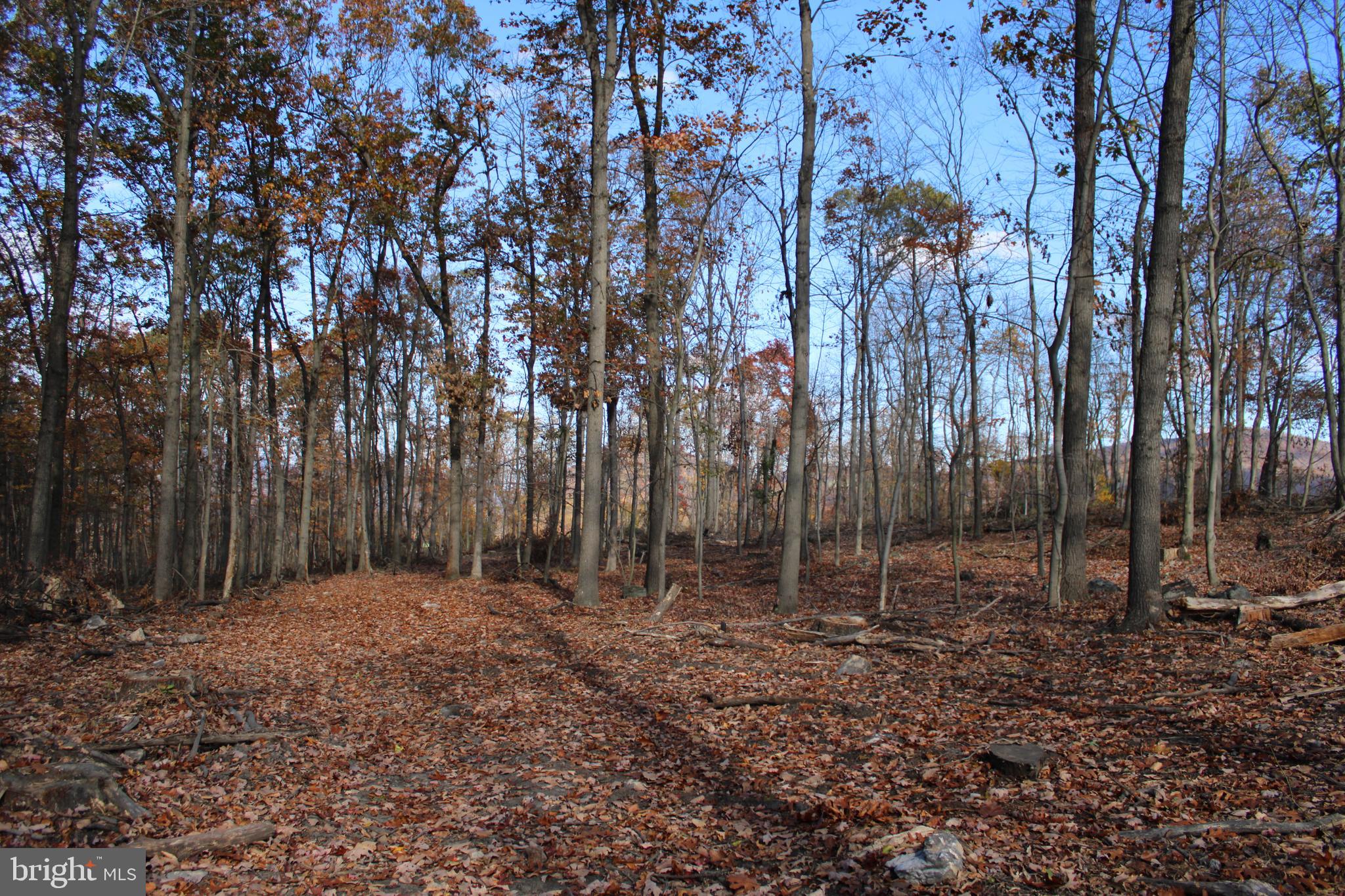 76-acres Queens Point Road Southwest Westernport, MD 21562 - Photo 41 of 74