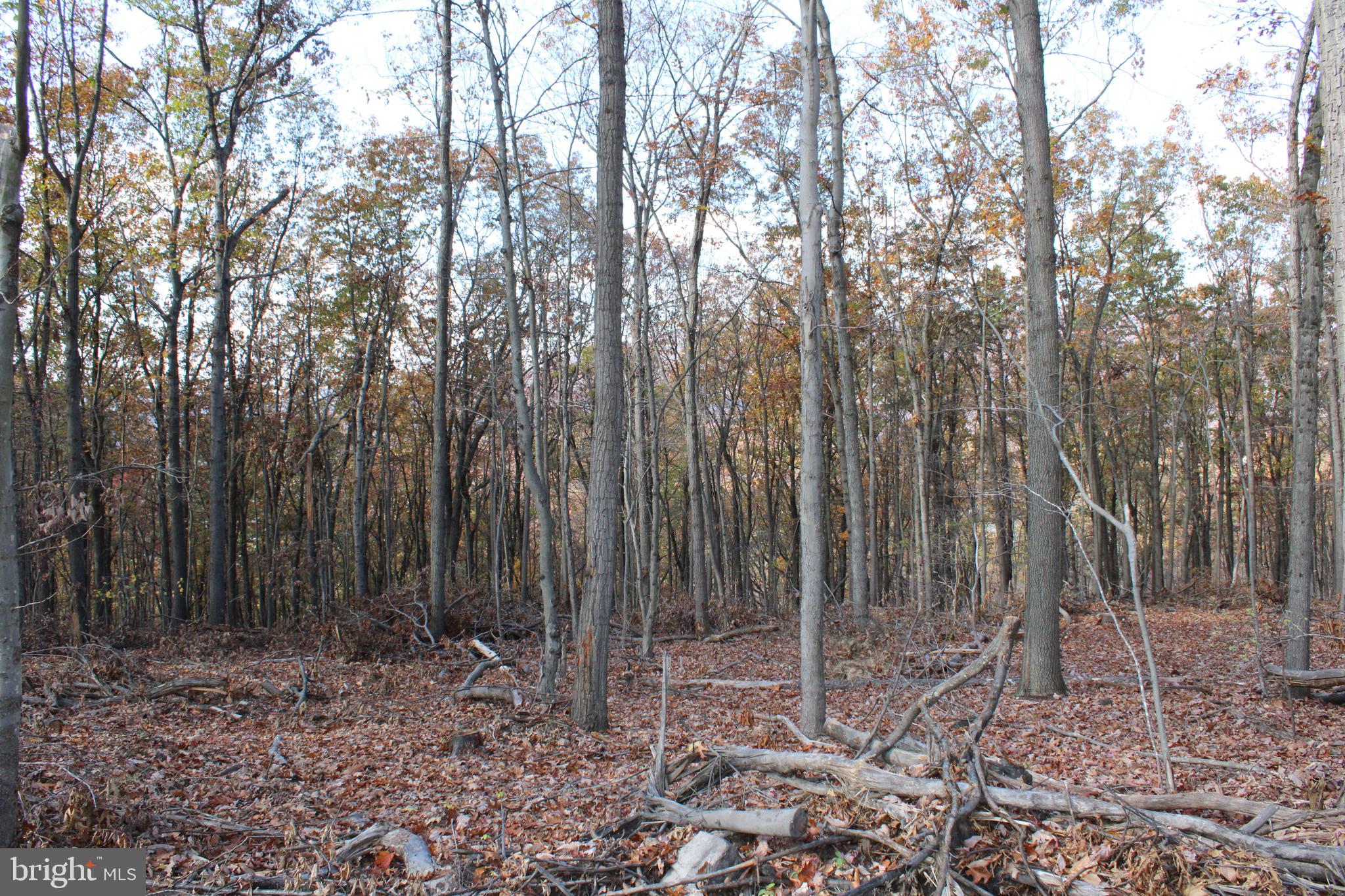 76-acres Queens Point Road Southwest Westernport, MD 21562 - Photo 42 of 74