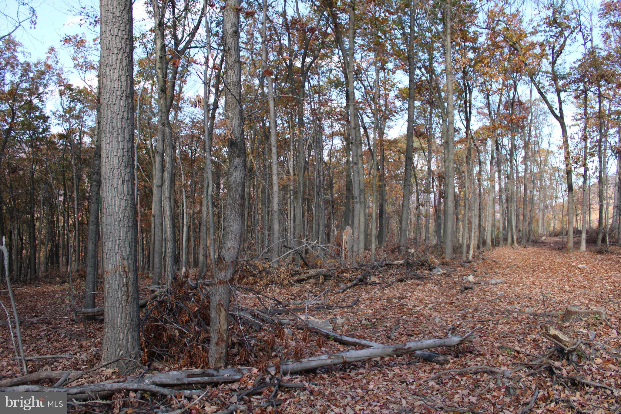 76-acres Queens Point Road Southwest Westernport, MD 21562 - Photo 43 of 74