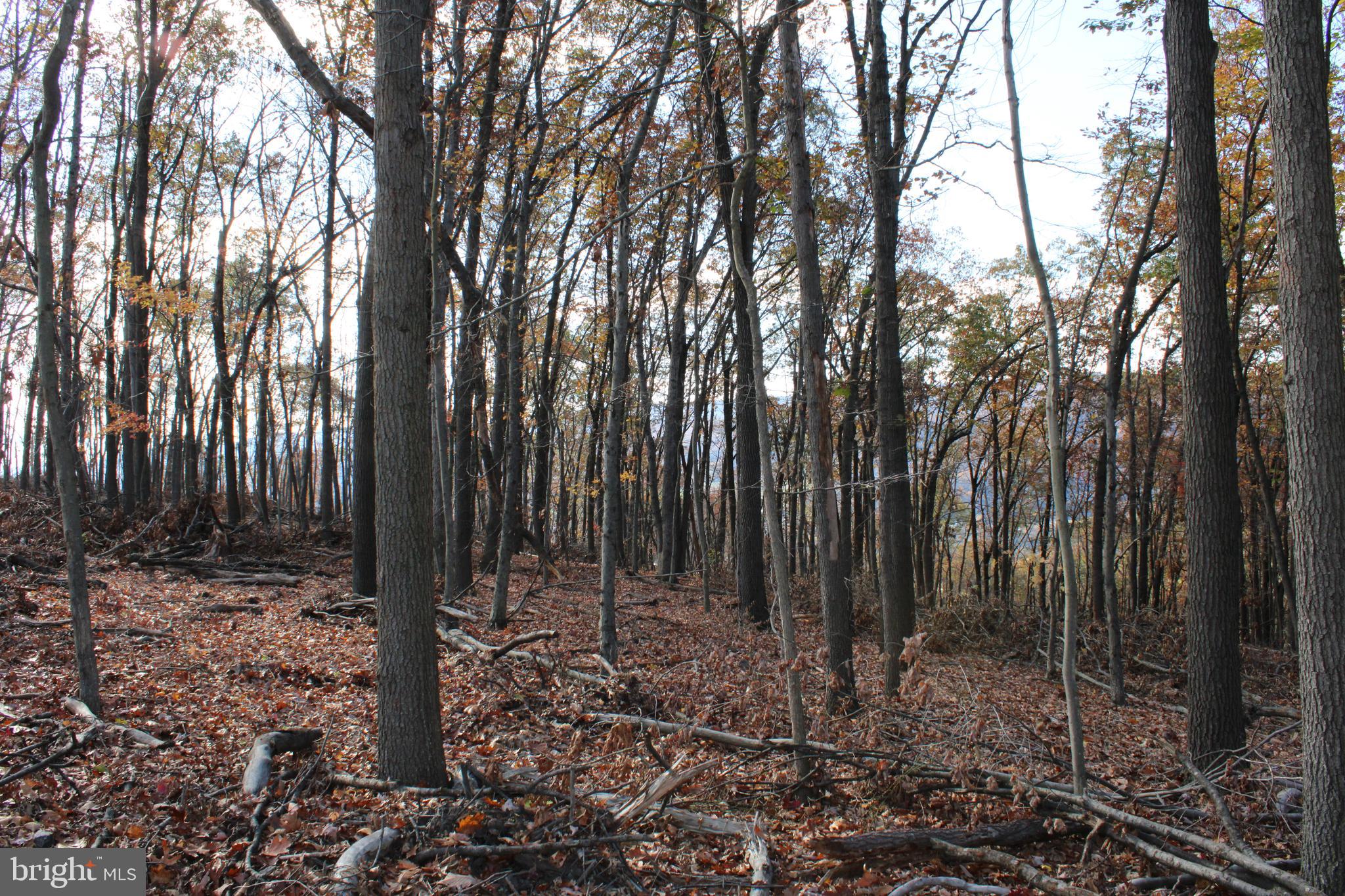 76-acres Queens Point Road Southwest Westernport, MD 21562 - Photo 44 of 74