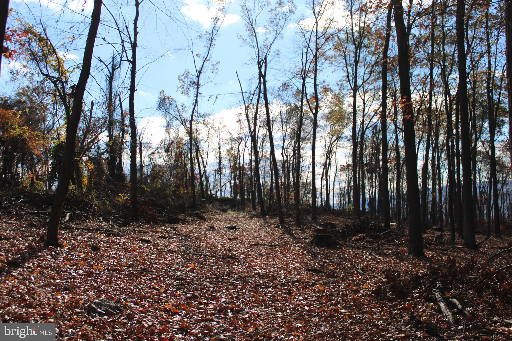 76-acres Queens Point Road Southwest Westernport, MD 21562 - Photo 45 of 74