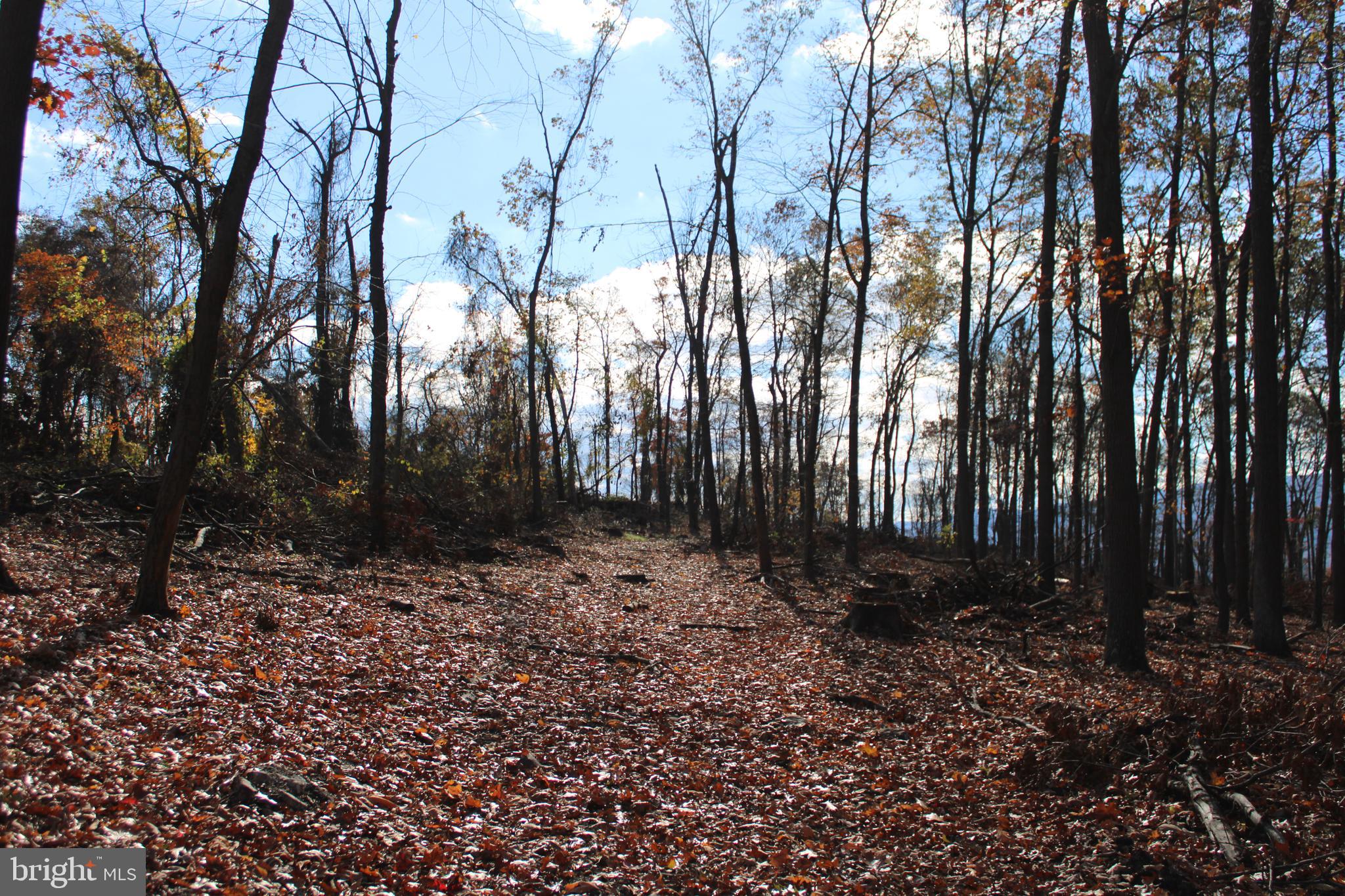 76-acres Queens Point Road Southwest Westernport, MD 21562 - Photo 46 of 74
