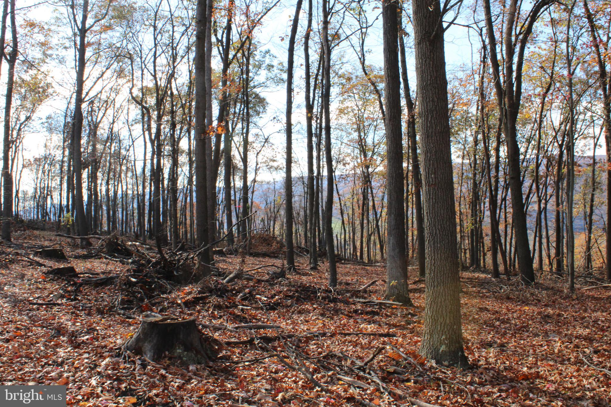 76-acres Queens Point Road Southwest Westernport, MD 21562 - Photo 47 of 74