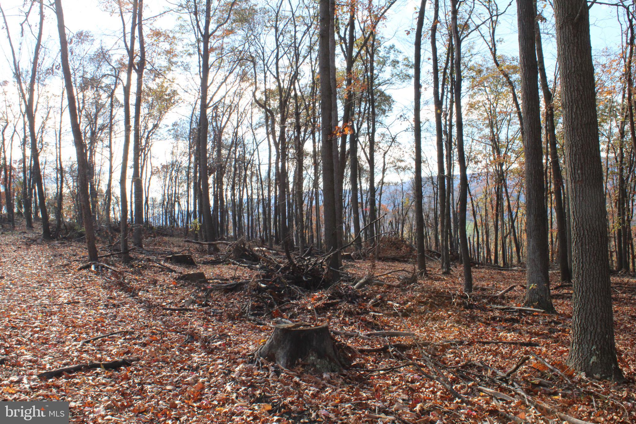 76-acres Queens Point Road Southwest Westernport, MD 21562 - Photo 48 of 74