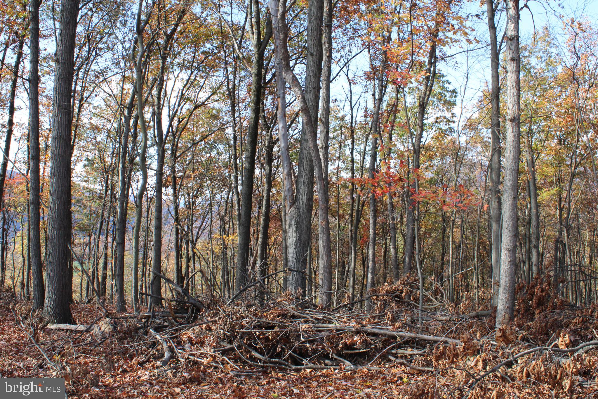 76-acres Queens Point Road Southwest Westernport, MD 21562 - Photo 49 of 74