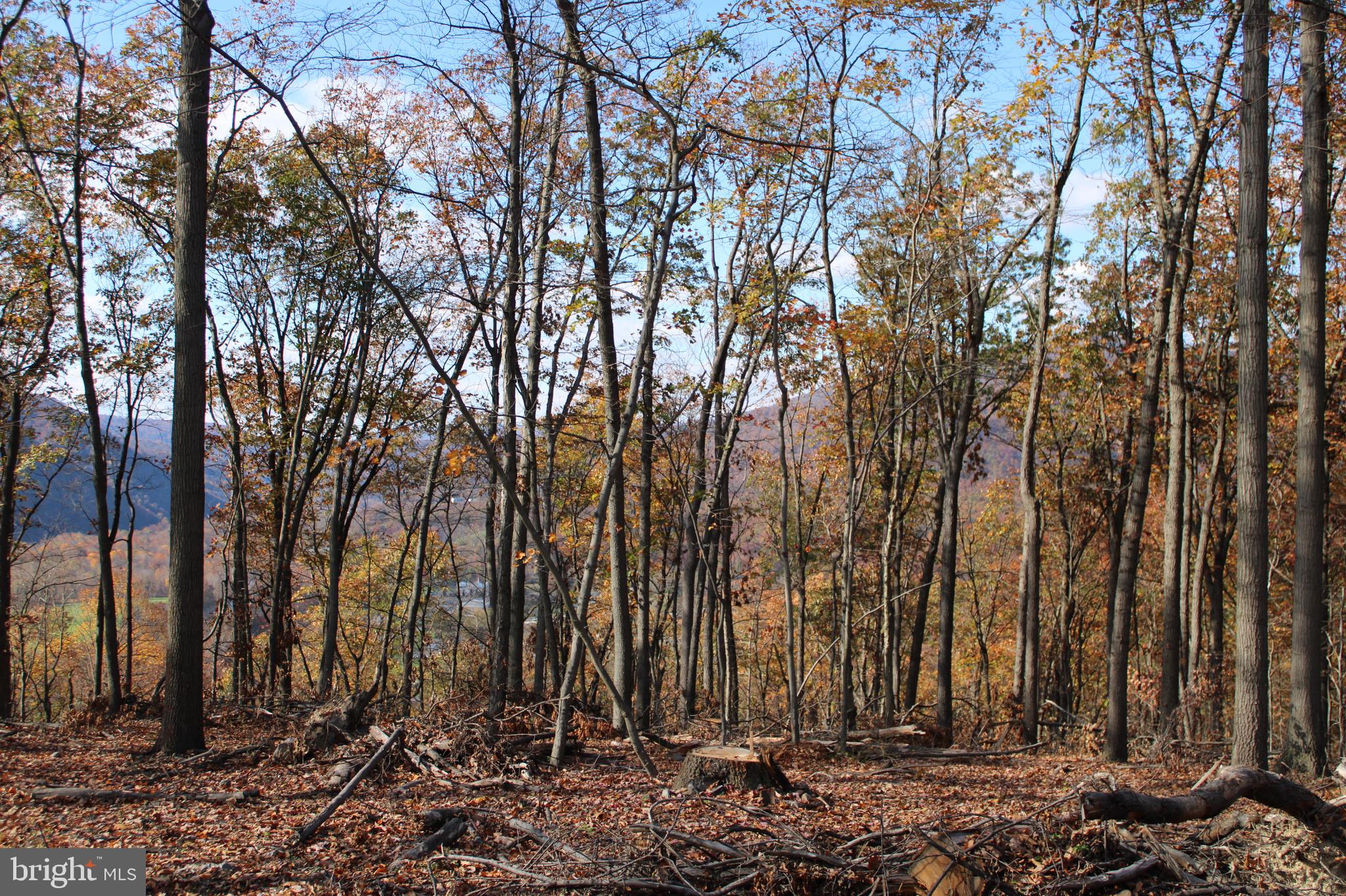 76-acres Queens Point Road Southwest Westernport, MD 21562 - Photo 50 of 74