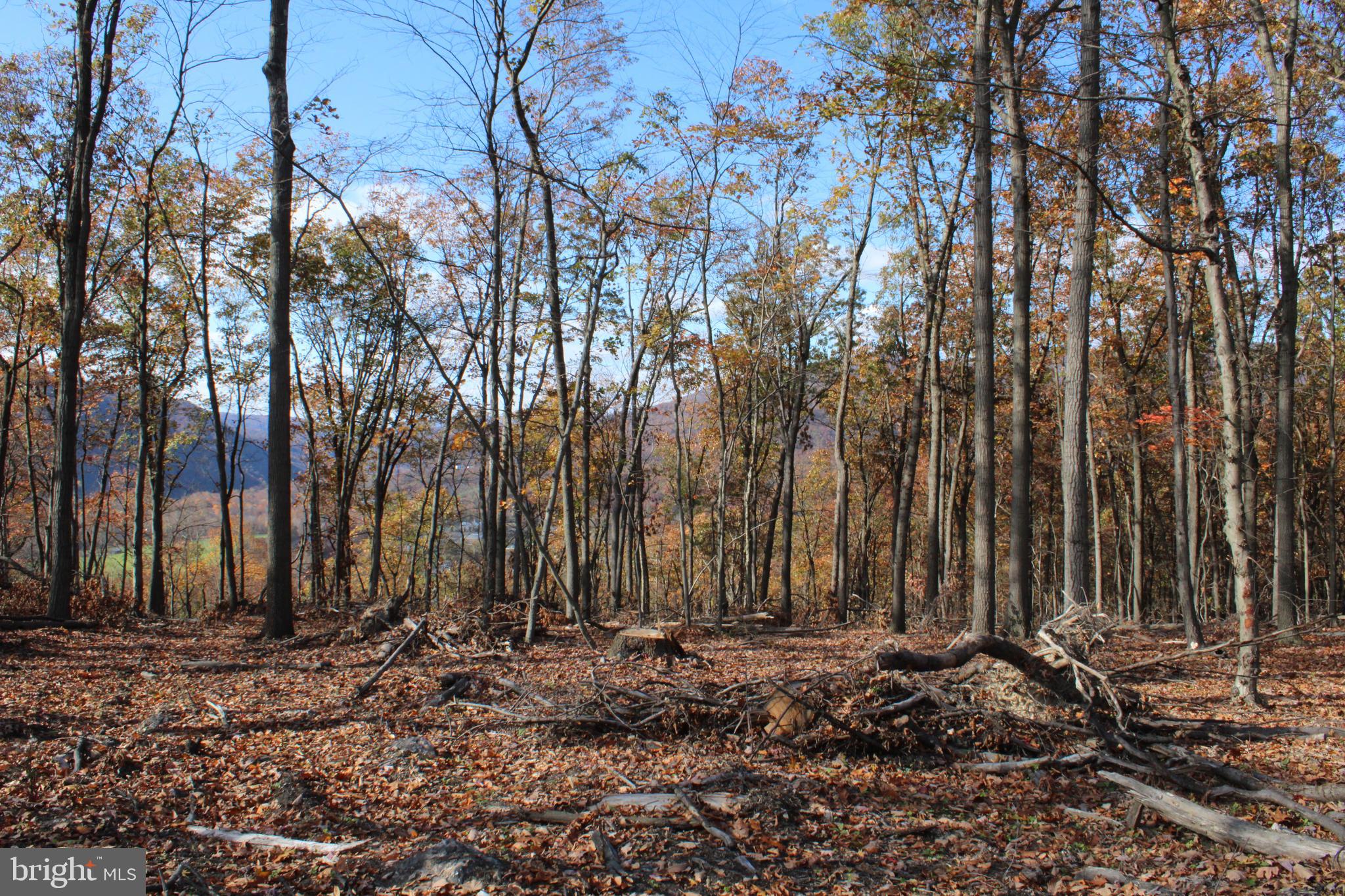 76-acres Queens Point Road Southwest Westernport, MD 21562 - Photo 51 of 74