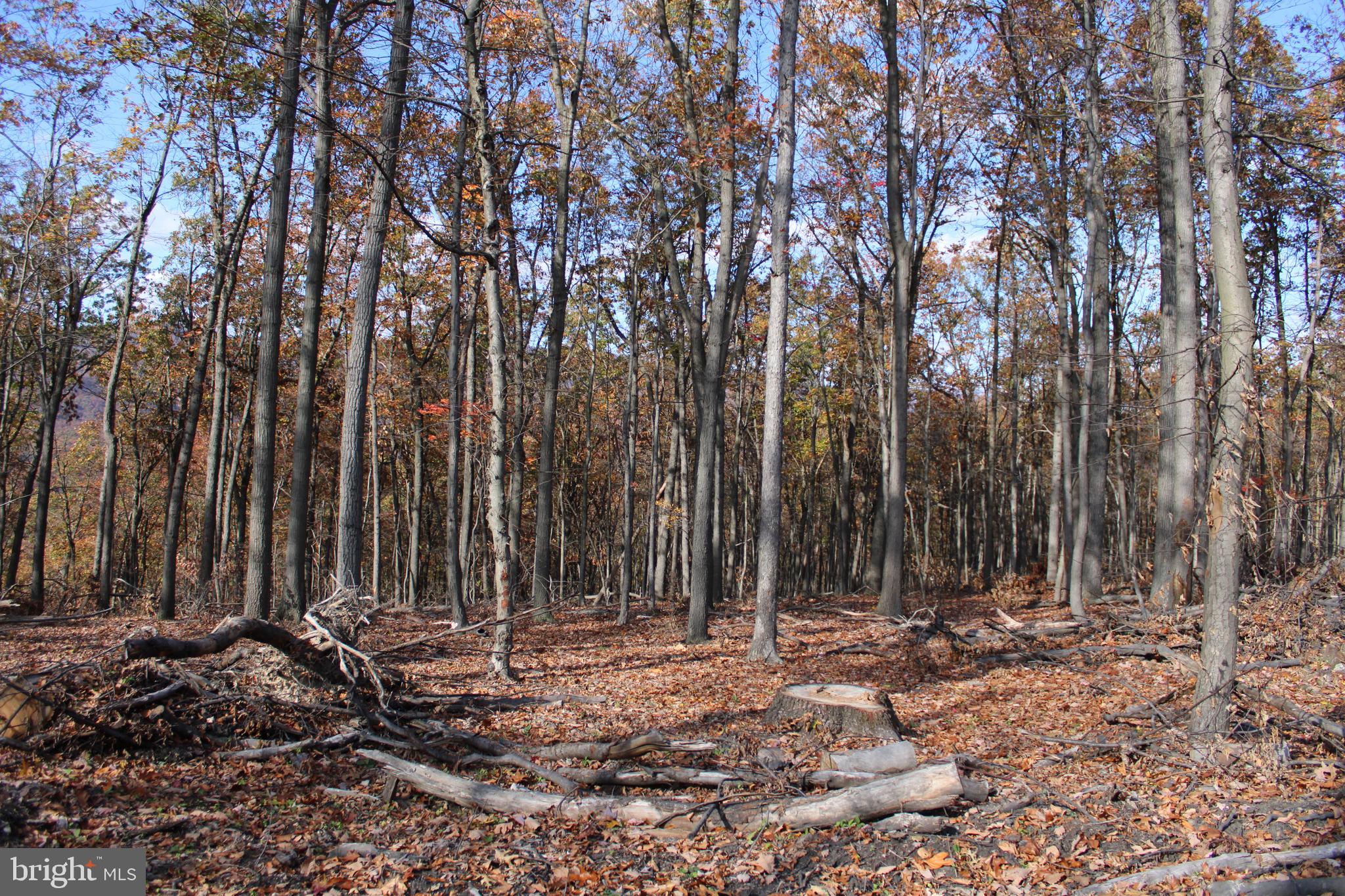76-acres Queens Point Road Southwest Westernport, MD 21562 - Photo 52 of 74
