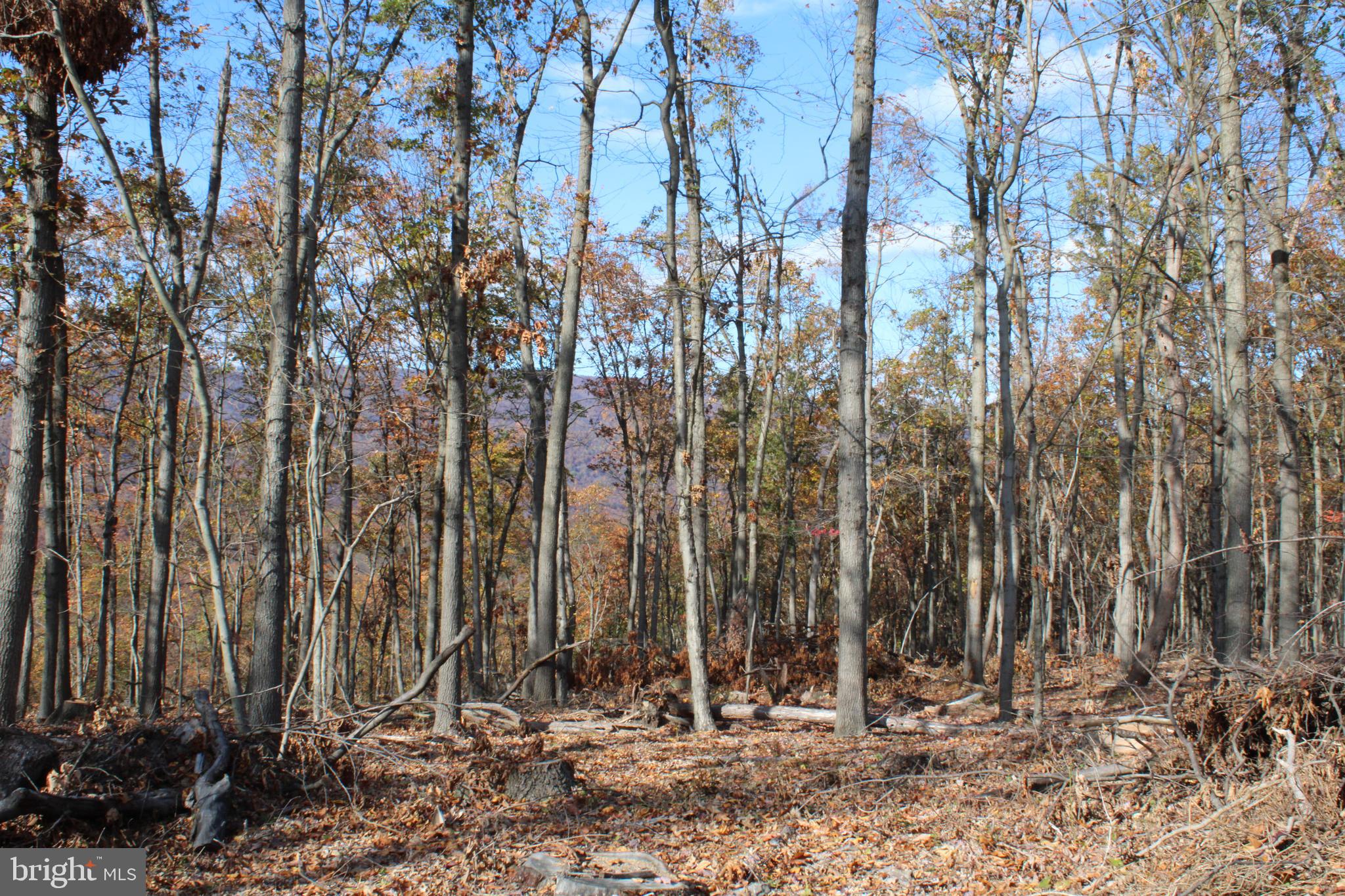 76-acres Queens Point Road Southwest Westernport, MD 21562 - Photo 56 of 74